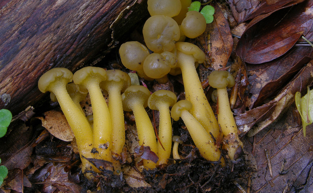 Leotia lubrica(Scopoli)Persoon-Coryne atrovirens (Pers.) Sa